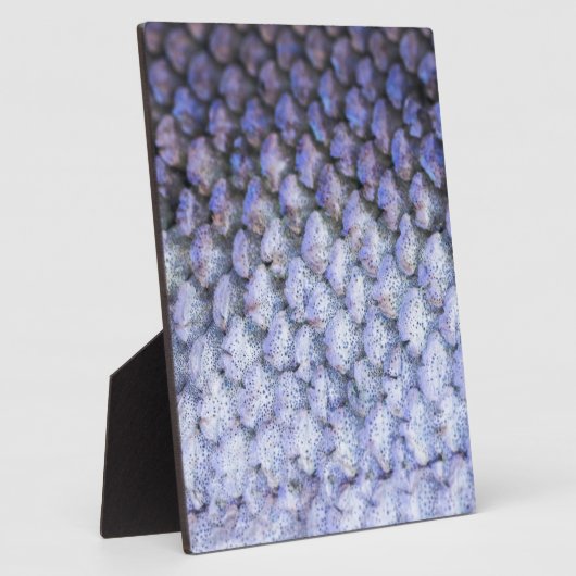 Lachs Fotoplatte (Seite)