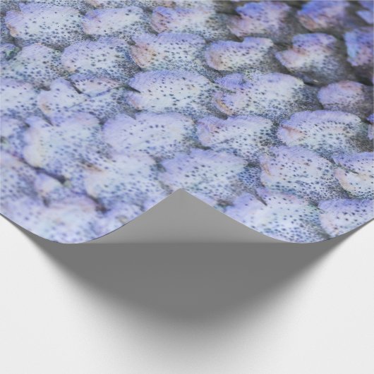 Lachs Geschenkpapier (Ecke)