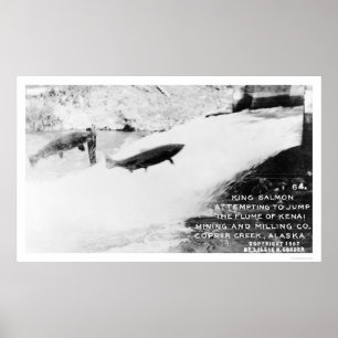 Lachs Jumping Alaska 1907 Poster