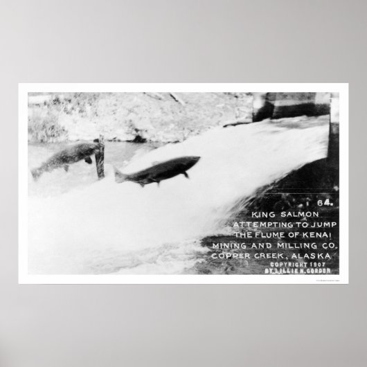 Lachs Jumping Alaska 1907 Poster (Vorne)