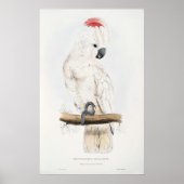 Lachs-Kakadu-Poster Poster (Vorne)