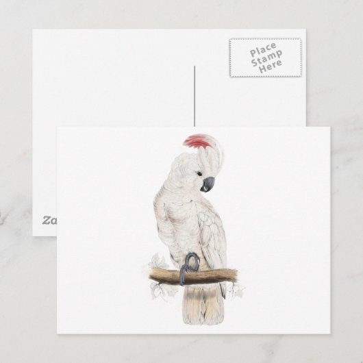 Lachs-Kakadu von Edward Lear Postkarte (Vorne/Hinten)