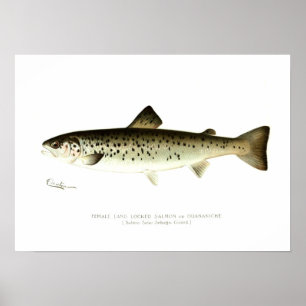 Lachs oder Quaniche, von Frauen eingeschlossen Poster