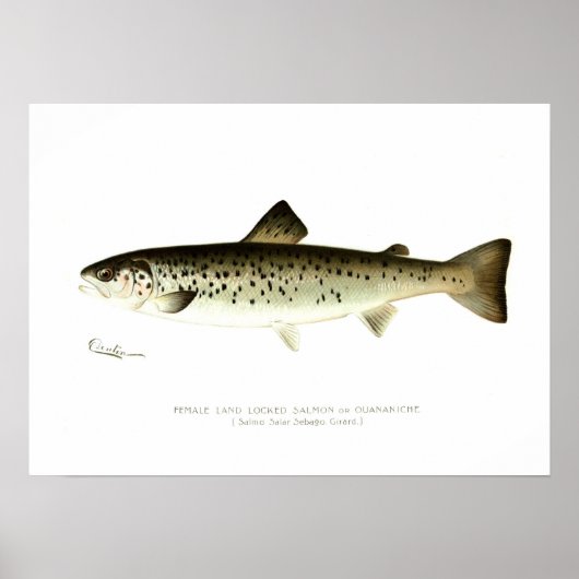 Lachs oder Quaniche, von Frauen eingeschlossen Poster (Vorne)