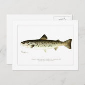 Lachs oder Quaniche, von Frauen eingeschlossen Postkarte (Vorne/Hinten)