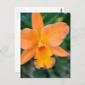 Lachs Orchid Postkarte (Vorne/Hinten)