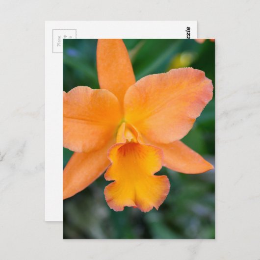 Lachs Orchid Postkarte (Vorne/Hinten)