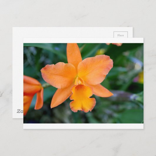 Lachs Orchid Postkarte (Vorne/Hinten)