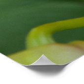 Lachs Orchids Poster (Ecke)