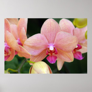 Lachs Orchids Poster