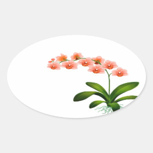 Lachs Pink Phalaenopsis Orchid Blume Stickers
