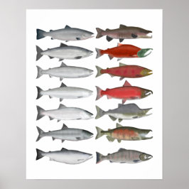 Lachs Poster