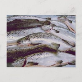 Lachs Postkarte
