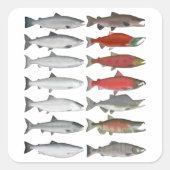 Lachs Quadratischer Aufkleber (Vorderseite)