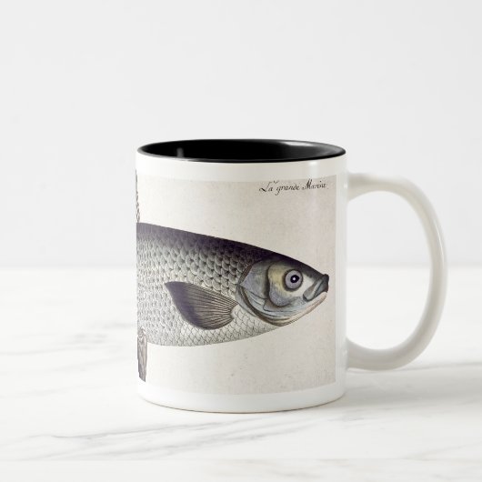 Lachs (Salmo Maraena) Platte XXVII von 'Ichthyolo Zweifarbige Tasse (Rechts)