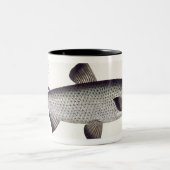 Lachs (Salmo Maraena) Platte XXVII von 'Ichthyolo Zweifarbige Tasse (Mittel)
