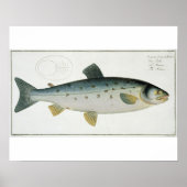 Lachs (Salmo Salar) Platte XX aus "Ichthyologie", Poster (Vorne)