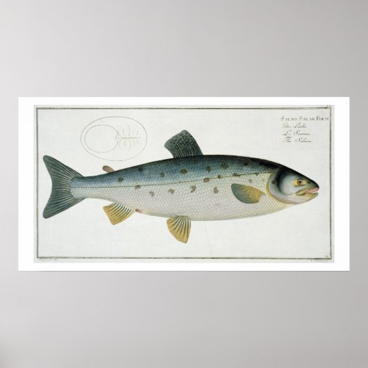 Lachs (Salmo Salar) Platte XX aus "Ichthyologie", Poster (Vorne)