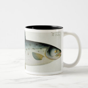 Lachs (Salmo Salar) Platte XX von 'Ichthyologie, Zweifarbige Tasse