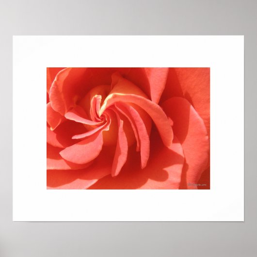 Lachs verzauberte Abend Rose Swirl Poster drucken (Vorne)