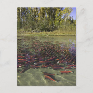 Lachsmahlen aus Red Sockeye in ruhiger Lage und Postkarte