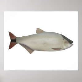 Lachssalmler Poster