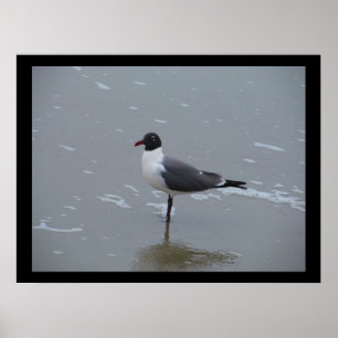 LACHTGOLLE POSING POSTER