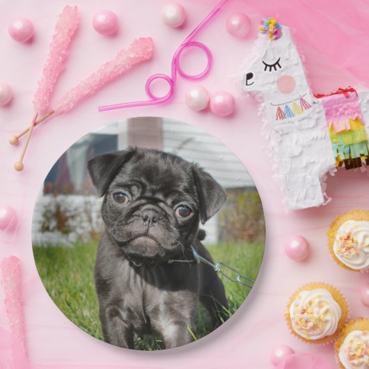 LACK MOPS PUPPY PAPPTELLER (Party)