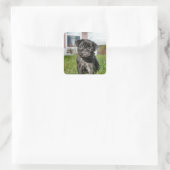 LACK MOPS PUPPY QUADRATISCHER AUFKLEBER (Tasche)