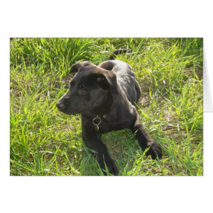 Lack-schwarzer Schäferhund