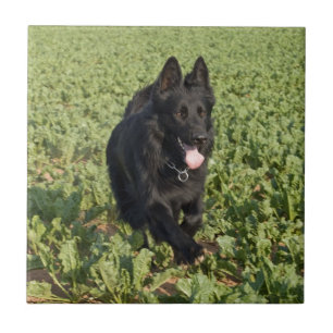 Lack-schwarzer Schäferhund Fliese