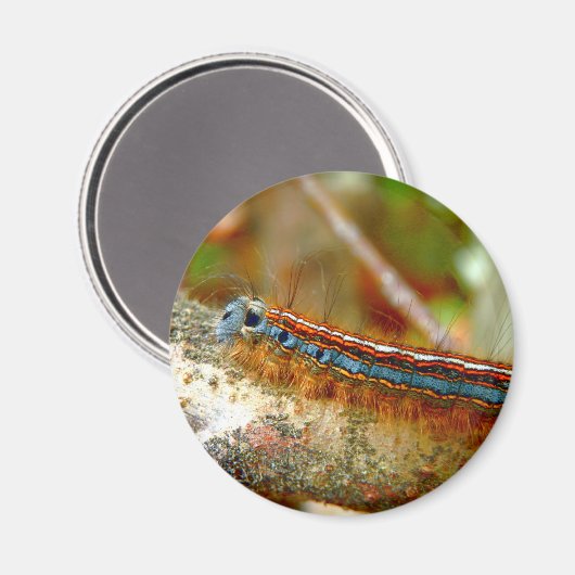 Lackey Moth Raupe Magnet (Vorderseite/Rückseite)