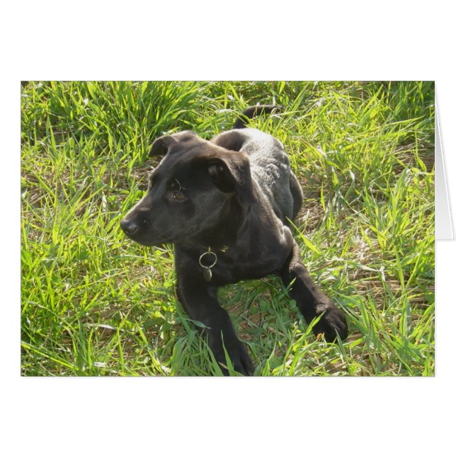 Lacquer Black German Shepherd (Vorderseite (Horizontal))