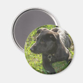 Lacquer Black German Shepherd Magnet (Vorderseite/Rückseite)