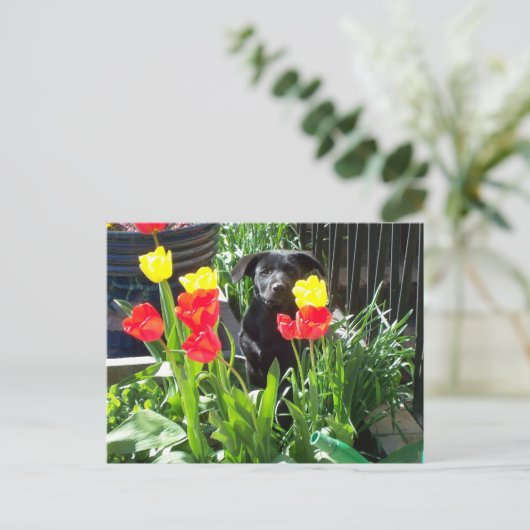 Lacquer Black German Shepherd Puppy Postkarte (Stehend Vorderseite)