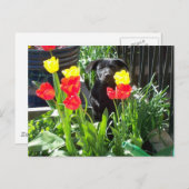 Lacquer Black German Shepherd Puppy Postkarte (Vorne/Hinten)