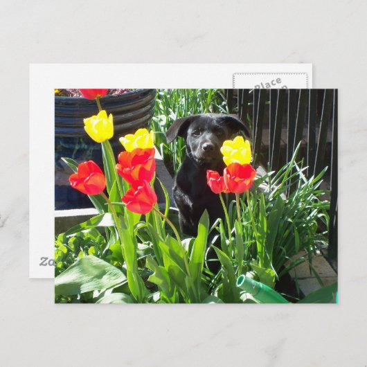 Lacquer Black German Shepherd Puppy Postkarte