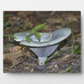 Lactarius indigo Blauer Pilz Fotoplatte (Vorderseite)