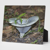 Lactarius indigo Blauer Pilz Fotoplatte (Seite)