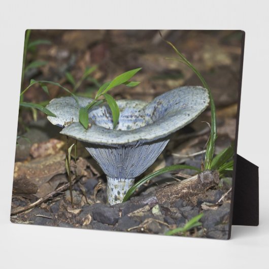 Lactarius indigo Blauer Pilz Fotoplatte (Seite)