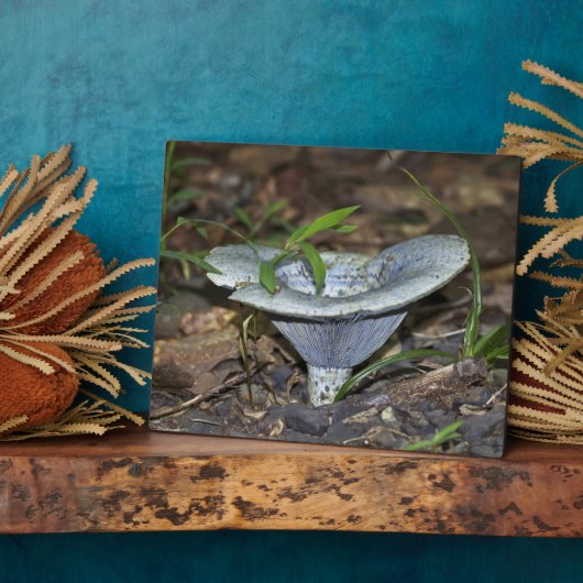 Lactarius indigo Blauer Pilz Fotoplatte (Seite)