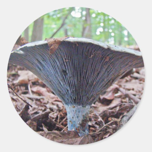 Lactarius indigo Blauer Pilz Runder Aufkleber (Vorderseite)
