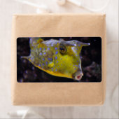 Lactoria cornuta (Insitu)