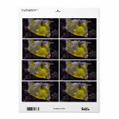 Lactoria cornuta (Vorne)