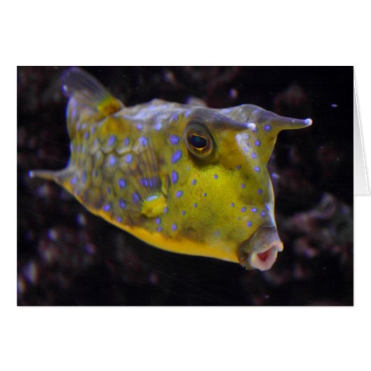 Lactoria cornuta (Vorderseite (Horizontal))