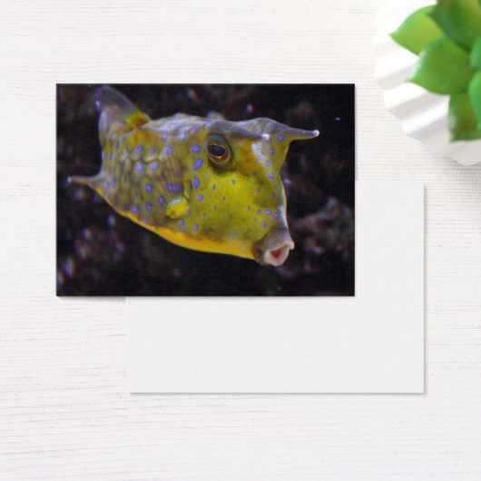 Lactoria cornuta (Schreibtisch)