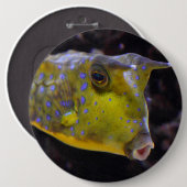 Lactoria cornuta button (Vorne & Hinten)