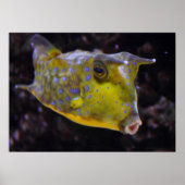 Lactoria cornuta poster (Vorne)