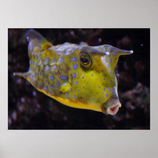 Lactoria cornuta poster (Vorne)