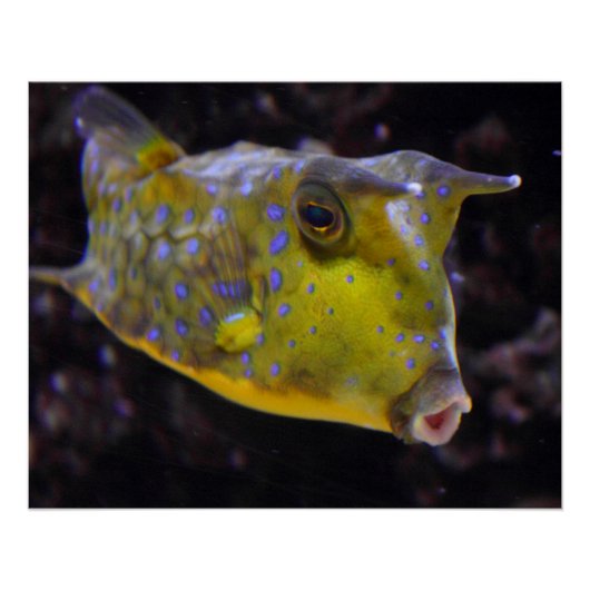 Lactoria cornuta poster (Vorderseite)